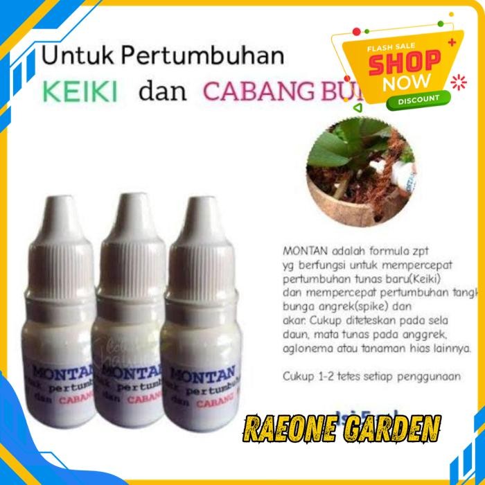 ANGGREK HIAS CANTIK MONTAN PENUMBUH KEIKI DAN BUNGA ANGGREK TERMURAH