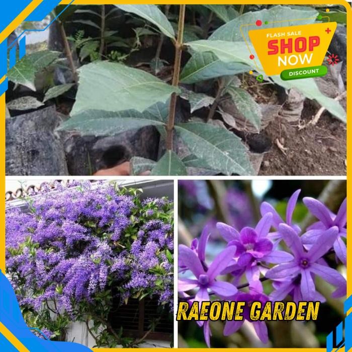 ANGGREK BULAN PUTIH HIDUP SEGAR BIBIT BUNGA PATREA VOLUBILIS UNGU KUALITAS TERBAIK