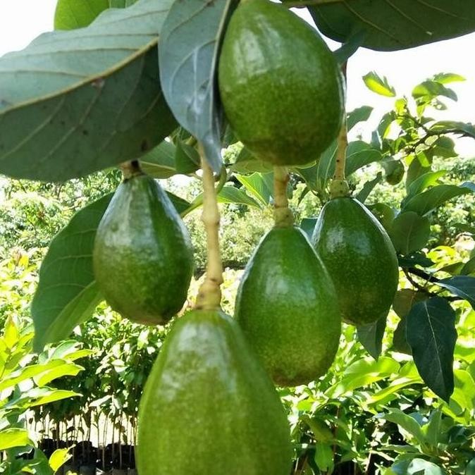 Bibit tanaman buah Alpukat Singkawang tinggi 1 meter unggul