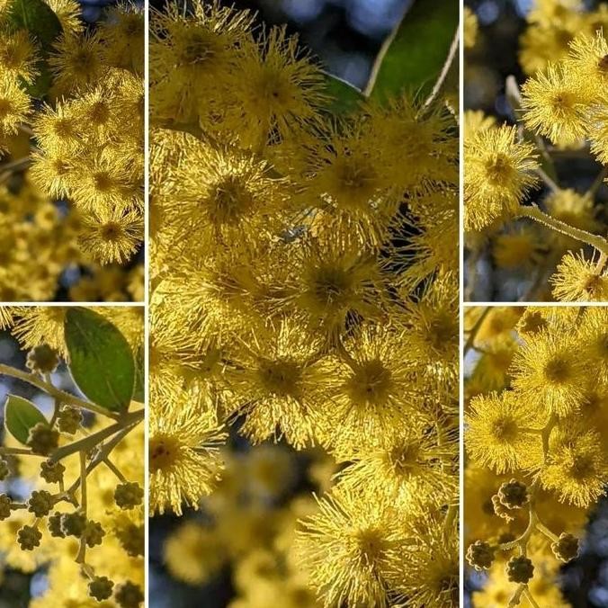 Bibit tanaman perak kehijauan bunga kuning wangi Acacia podalyriifolia