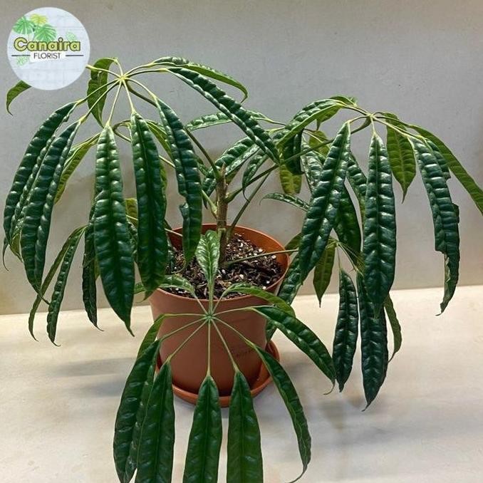 Bibit Tanaman Hias Schefflera Albido-Bracteata/Walisongo Pete