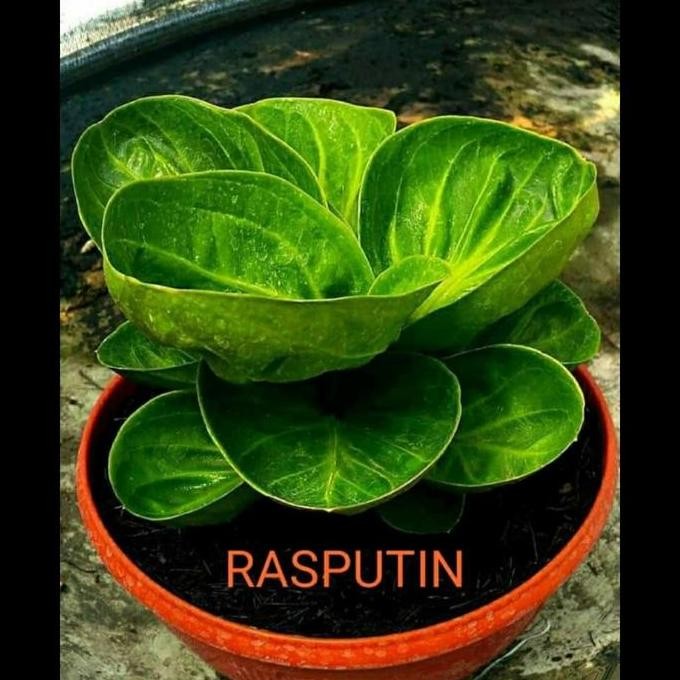 PROMO DISKON - anthurium mangkok rasputin ( roset ) koleksian ( bahan kontes )