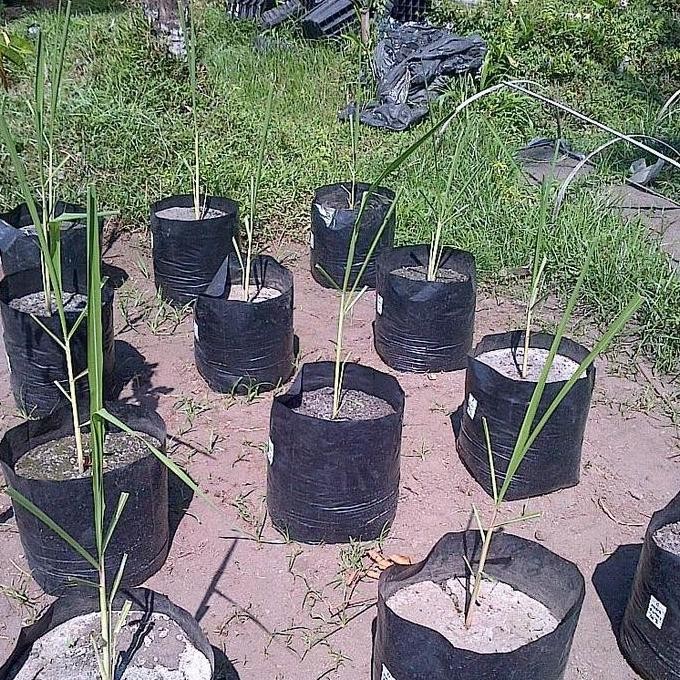 Tanaman Bibit Tebu Pelangi