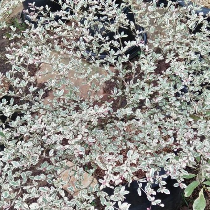 bibit tanaman hias ketapang kencana putih/ketapang kencana varigata