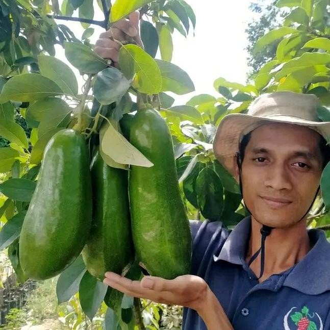 Bibit tanaman alpukat kelud batang jumbo asli
