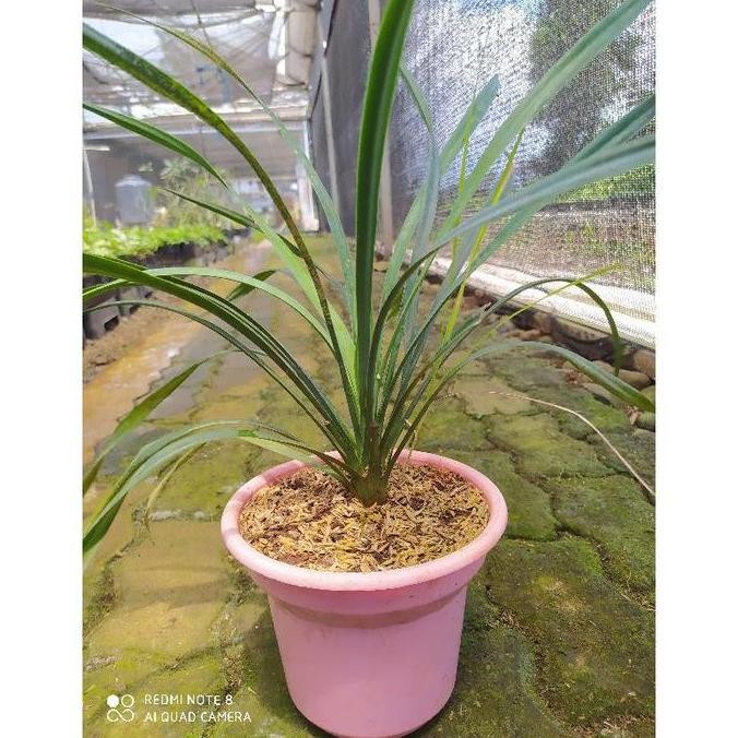 Tanaman Yucca R. Amerika Bibit Sehat - Siap Tanam