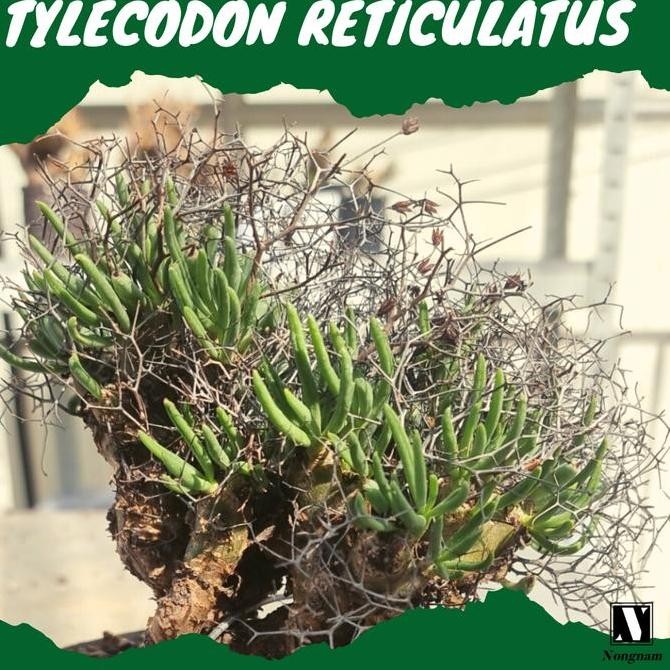 RARE [BIBIT TANAMAN LANGKA SUKULEN IMPORT] Tylecodon Reticulatus
