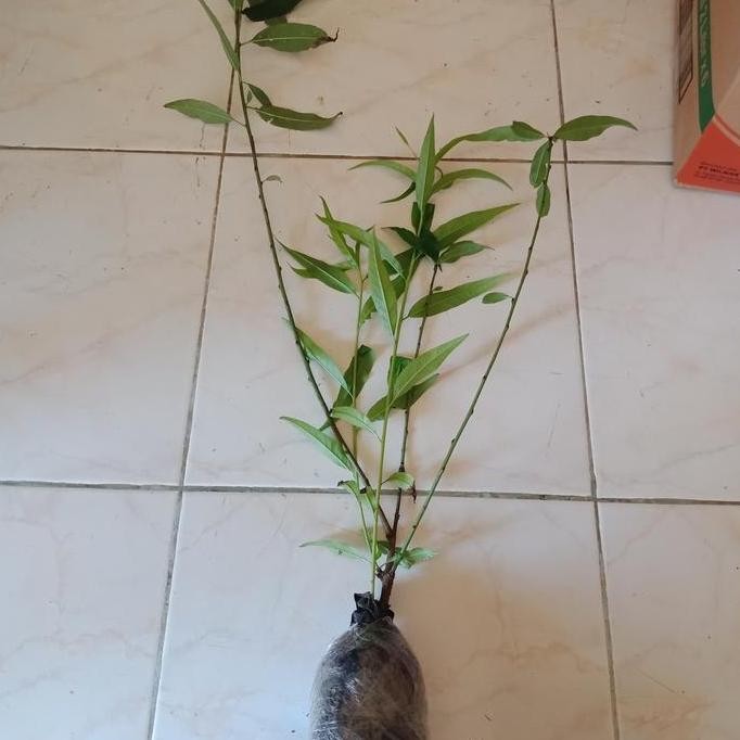 bibit tanaman buah persik BUAH LANGKA persik paling manis