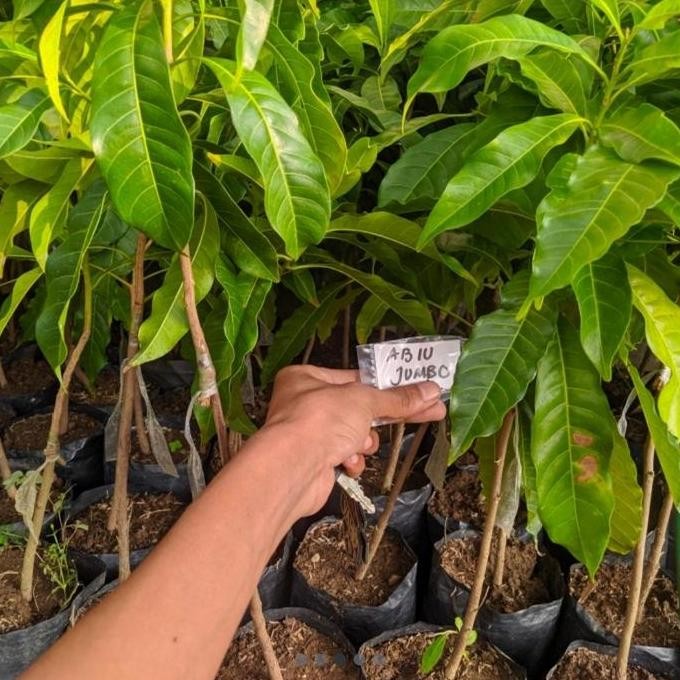 Bibit Tanaman Buah Sawo Abiu Australia Jumbo Asli Premium