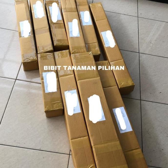 Bibit tanaman dieffenbachia reflector army batik mars difen indoor plant