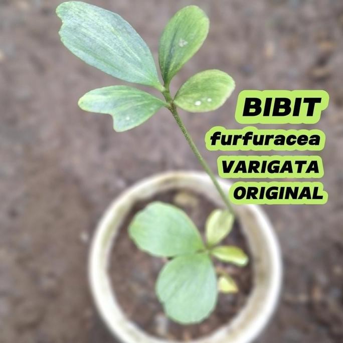 zamia furfuracea variegata bibit original tanaman varigata tanaman hias hidup exotic pohon hidup hia