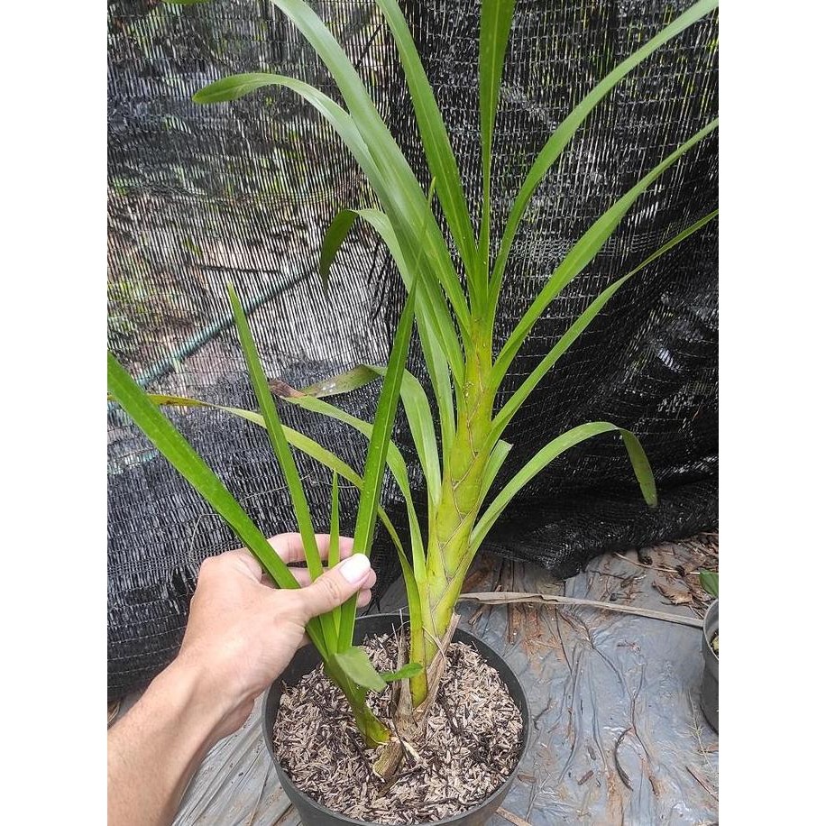 Tanaman Anggrek Tebu / Pohon Anggrek Grammatophyllum Speciosum - Bibit Tanaman Hias Bunga Anggrek Te