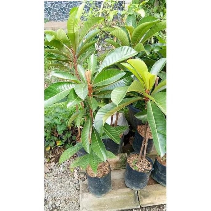 Bibit Tanaman Buah Mamey Sapote Magana