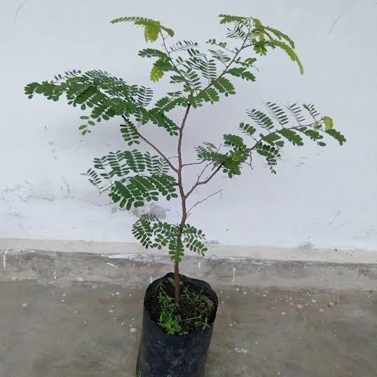 Bibit Pohon Asam Jawa - Tanaman Asem Jawa - Bibit Bahan Bonsai .