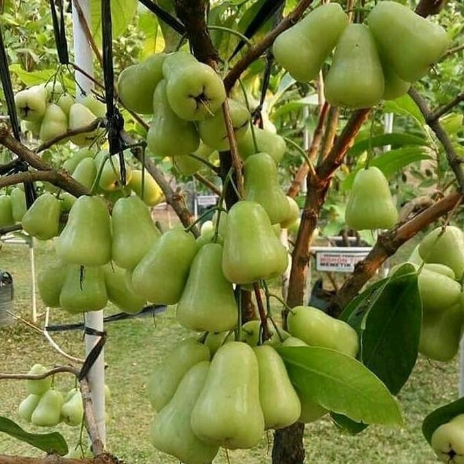 indukan jambu air madu deli hasil cangkok