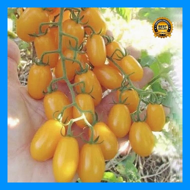[Cod] - 5 Biji - Benih Tomat Cherry Golden Sweet F1 - Rasa Manis  Bibit Tanaman Buah Sayuran Tomat C