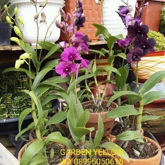 Promo ANGGREK DENDRO / SUDAH BERBUNGA / ANGGREK DEWASA COD