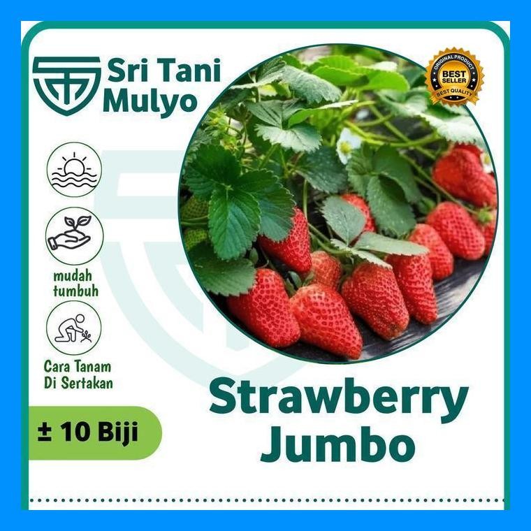 [Cod] - 10 Biji - Benih Strawberry Merah Jumbo - Bibit Stroberi Unggulan - Benih Buah Strawberi Mani