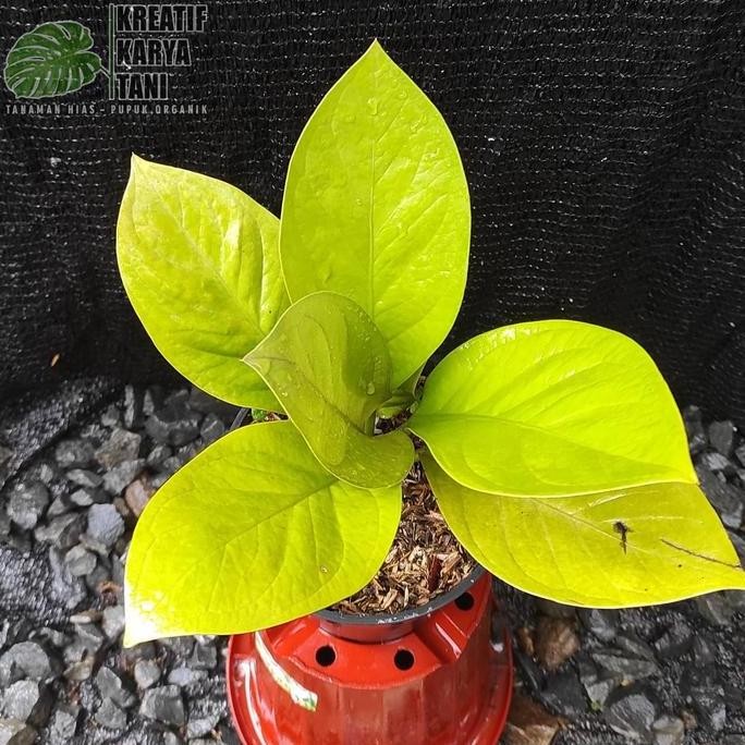 Promo Tanaman hias anthurium jemani golden - Anturium jemani golden COD