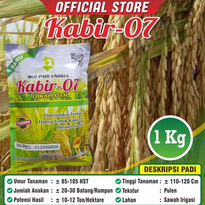 Promo Bibit padi Unggul Kabir 07 Asli Nanggro Aceh COD