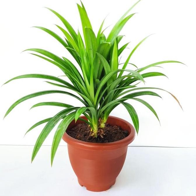 Tanaman Pandan Wangi Siap Tanam Bibit Tanaman Pandan Daun Pandan Harum Bunga