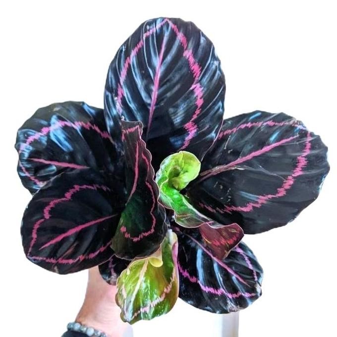 Calathea Black Lipstik - Tanamanhias Calathea Black Lipstik - Tanaman Calathea Daun