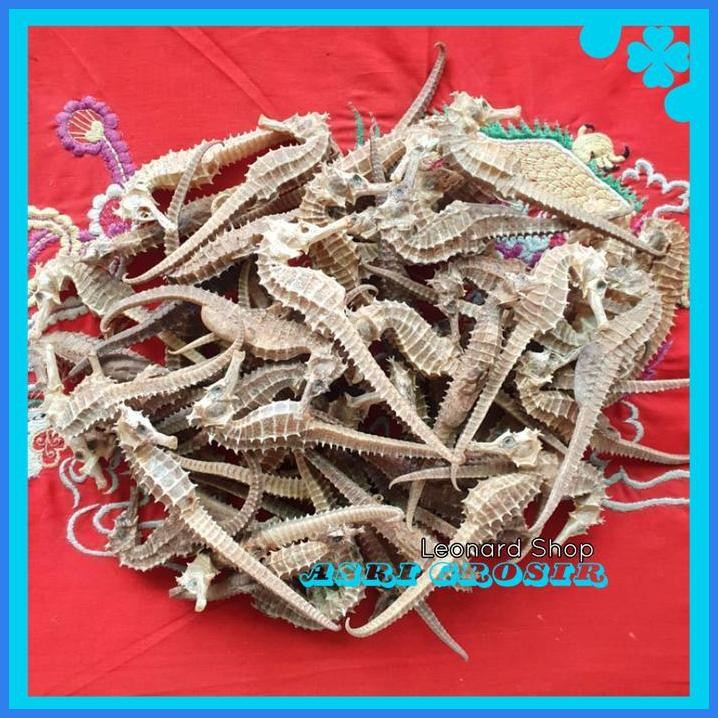 KUDA LAUT KERING SUPER / HERBAL OBAT KESUBURAN PRIA WANITA BESAR KUAT BEST SELLER
