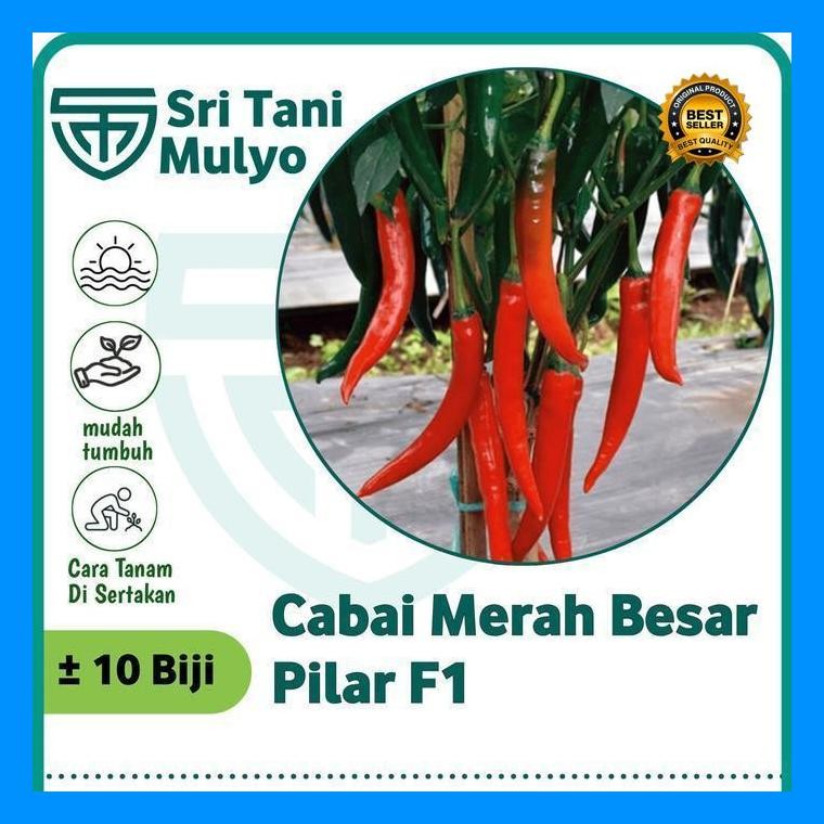 [Cod] - 10 Biji Benih Biji Cabe Merah Besar Pilar F1 (Tahan Panas) Panex Darmais