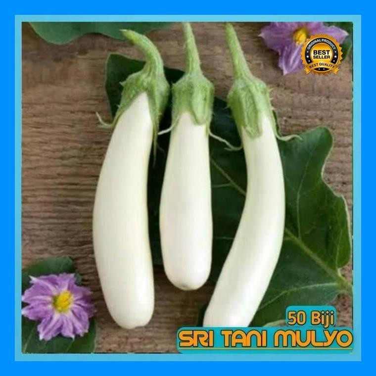 [Cod] - 25 Biji - Benih Terong Putih Unggul Pulus - Bibit Sayuran Benih Sayuran