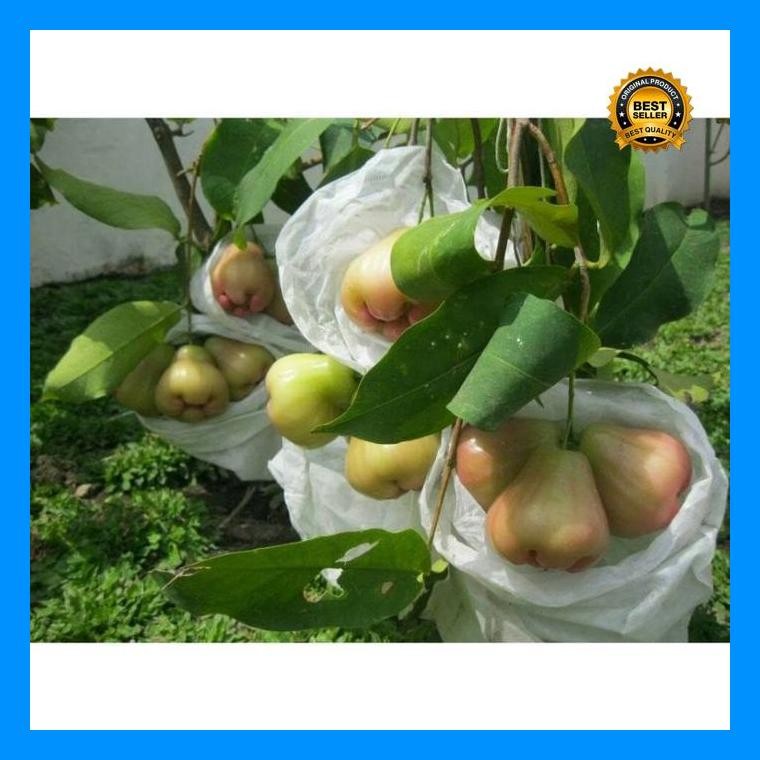 [Cod] - Fruit Cover Pembungkus Buah Buahan Brongsong Buah Mangga Apel Anggur