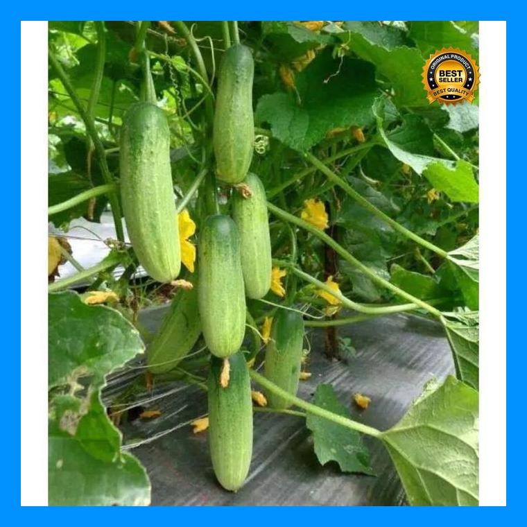 [Cod] - 13 Biji - Benih Timun Baby - Baby Mentimun 007 F1 - Panah Merah Bibit