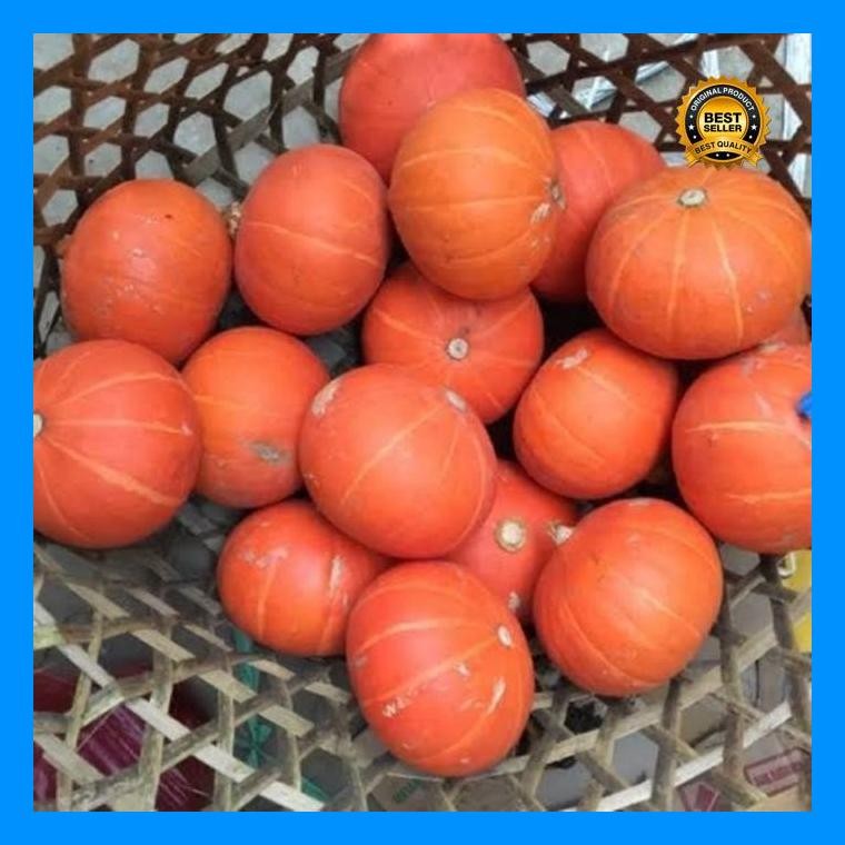 [Cod] - 2 Biji - Benih Labu Jepang Kabocha Golden Mama - Labu Merah Bibit Labu