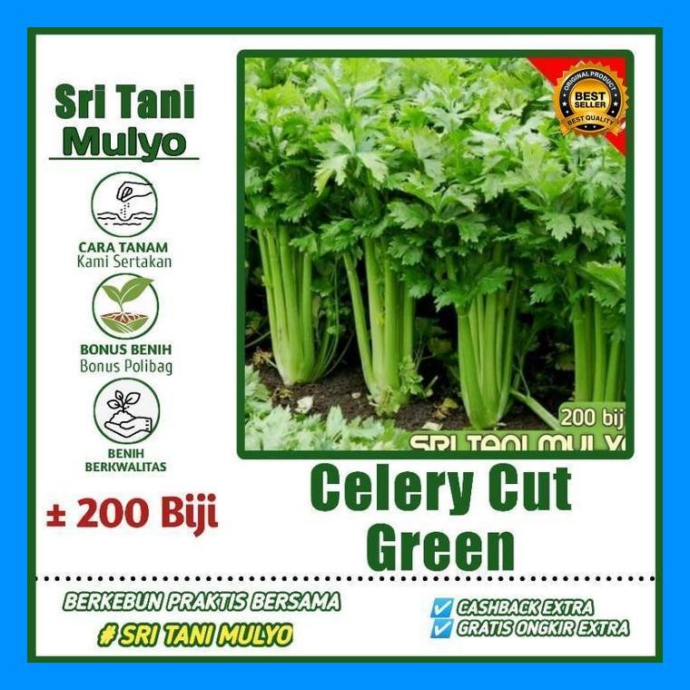 [Cod] - 200 Biji - Benih Seledri Import / Celery Cut Green F1 - Bibit Sayuran