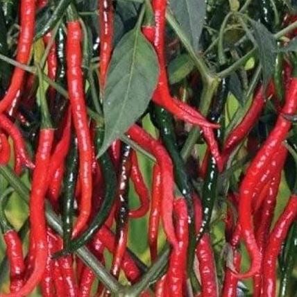 Promo Cod Bibit Cabe Keriting Startop Benih Cabe Keriting Merah | Bibit Unggul Cabe Keriting Tahan V