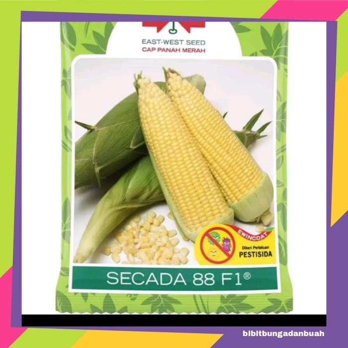Benih Jagung Secada F1 1.800 Biji