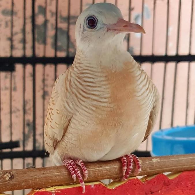 burung perkutut udan mas istimewa murah