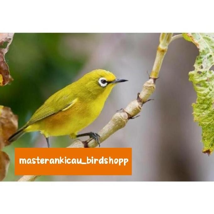 burung pleci dakun Pacitan bahan prospek super murah