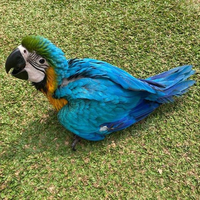 Blue and Gold Macaw Parrot Burung Paruh Bengkok murah
