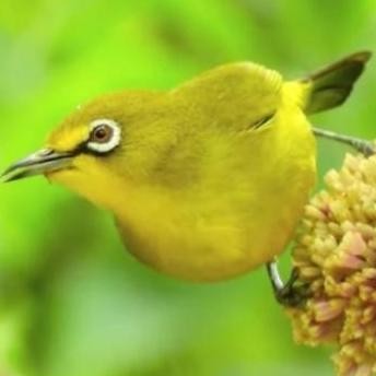 burung pleci dakun bali jantan pilihan murah
