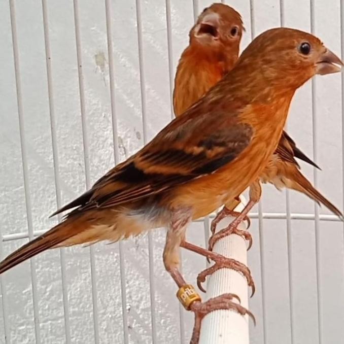 Mule Anak silangan red siskin x kenari blackred murah