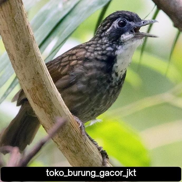 burung poksay rowo rowo rajin bunyi dan sudah voer total pilihan murah