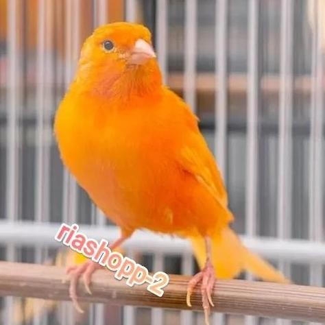 burung kenari jantan dewasa gacor ngeroll panjang super mantabb murah