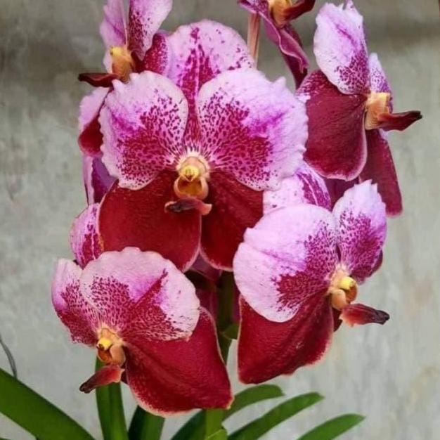 Promo Anggrek Vanda dewasa Pimchai Beauty COD