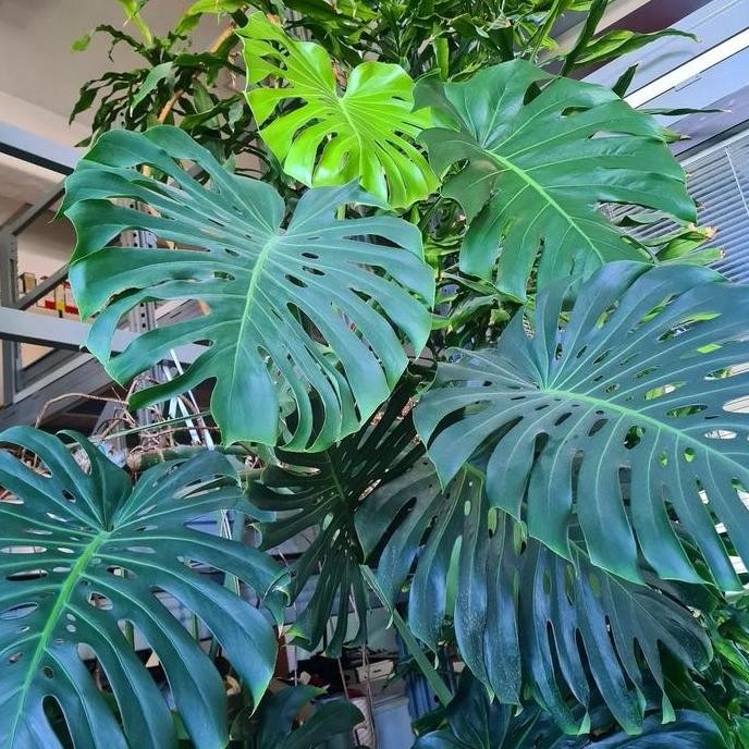 Promo tanaman hias monstera king jumbo monstera king besar monstera king COD