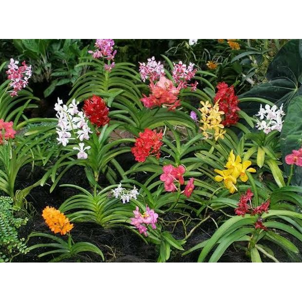 Promo Tanaman anggrek panda/anggrek unik COD