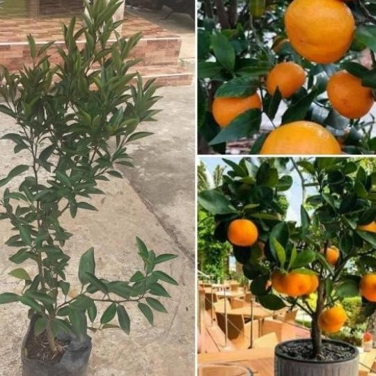 Promo pohon jeruk santang madu bibit pohon jeruk santang madu COD