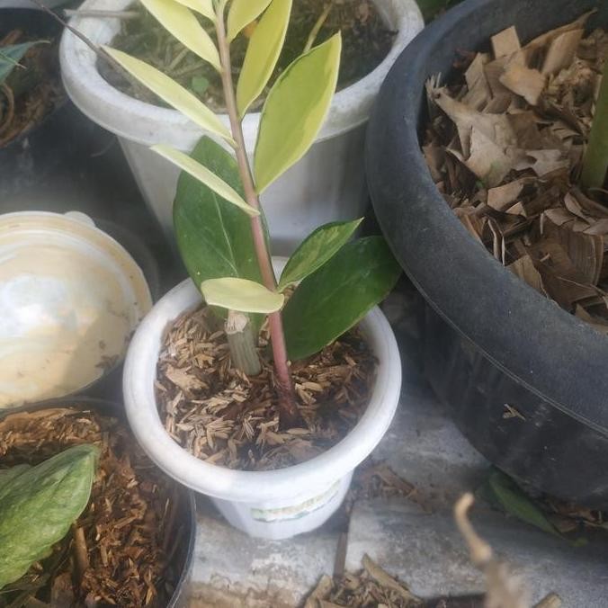 Promo tanaman jamia kukas variegata zz zamia varigata COD