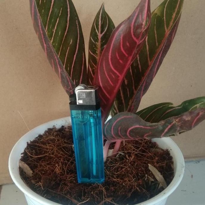 Promo TANAMAN HIS / BIBIT BUNGA AGLONEMA RED SUMATRA COD