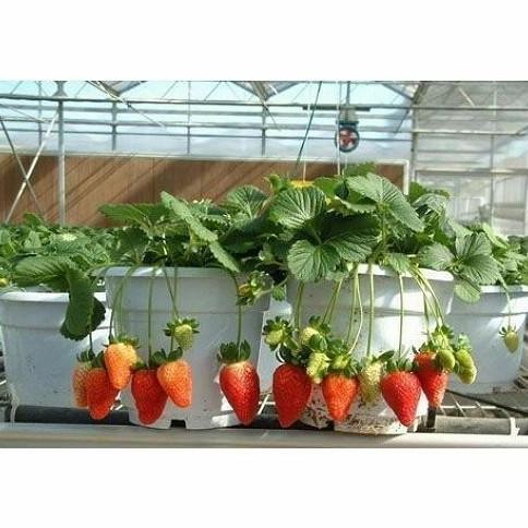Bibit buah Strawberry Korea - Strawberry Nyoho - Bibit Import TOB1 yang cepat berbuah
