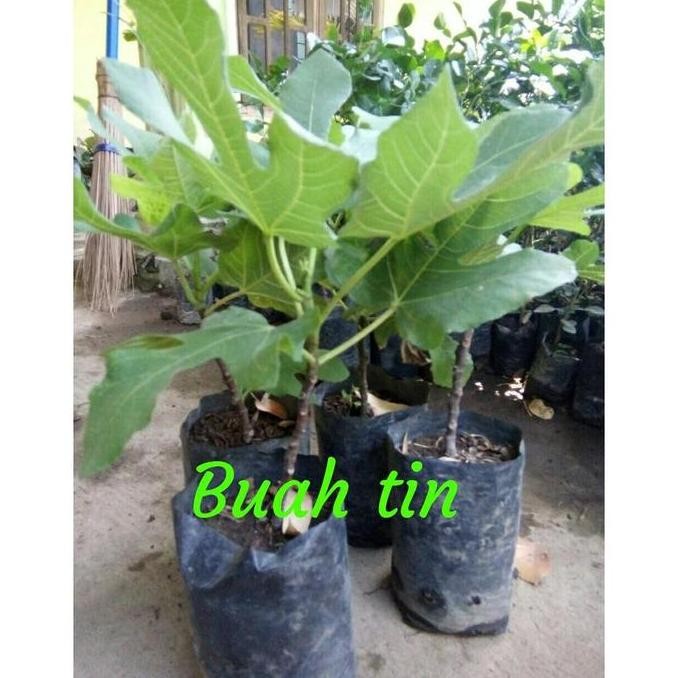 H3I Bibit Tanaman Buah Tin Green Yordan T3N4R OBRAALL yang cepat berbuah